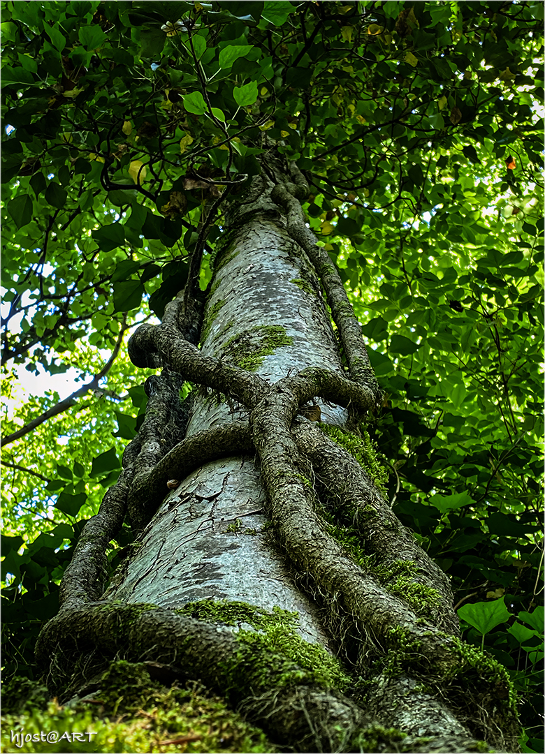 eng umschlungener Baum ...