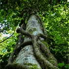 eng umschlungener Baum ...