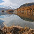 Engadin: goldener Herbst...