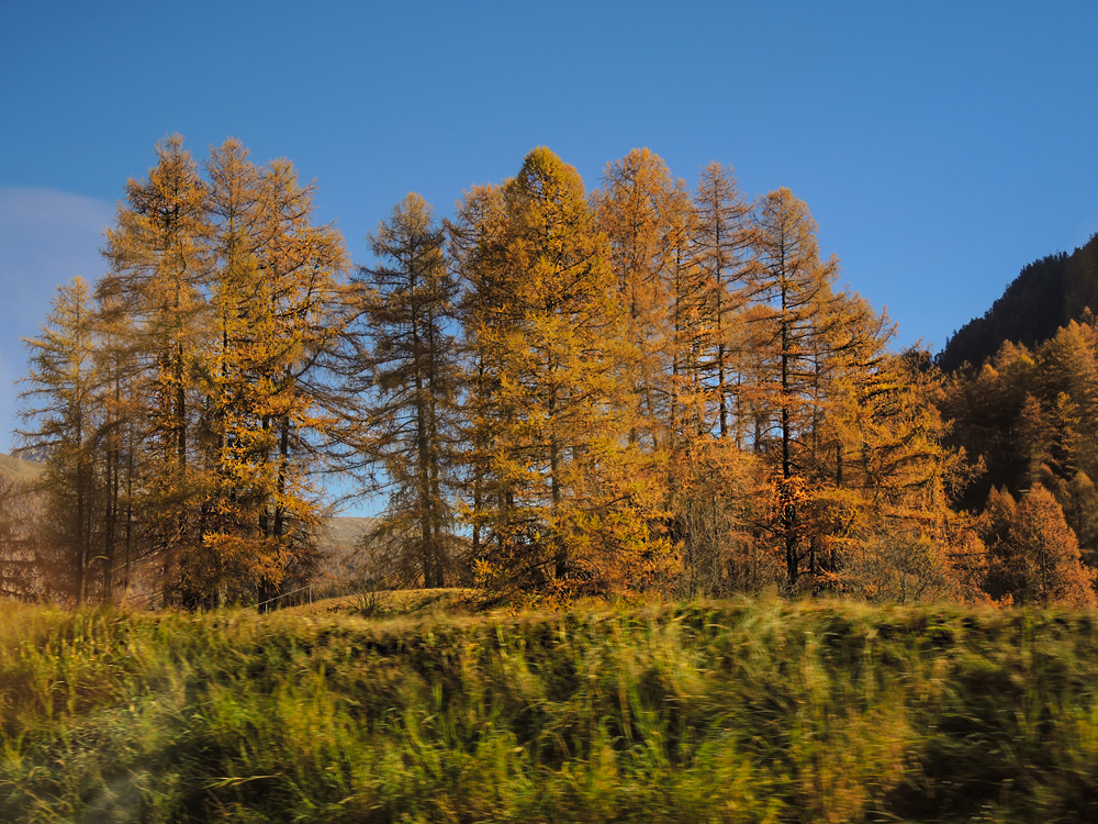 Engadin Lärchenwald (01)