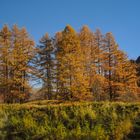 Engadin Lärchenwald (01)