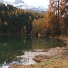 Engadin: lärchsches Kuddelmuddel