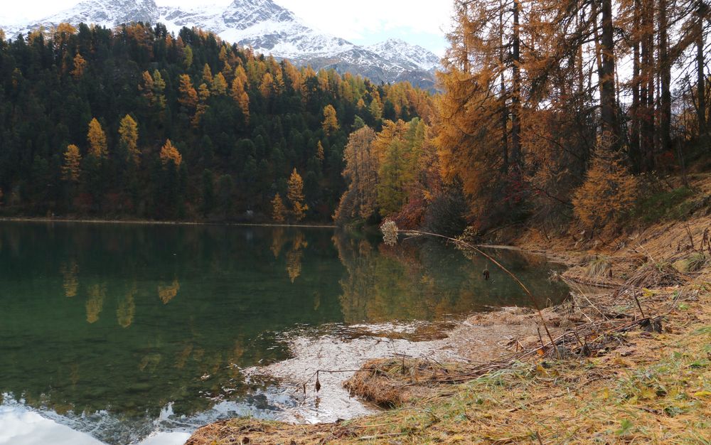 Engadin: lärchsches Kuddelmuddel