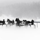 Engadin - White Turf  in St. Moritz