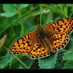 Engadiner Schmetterling