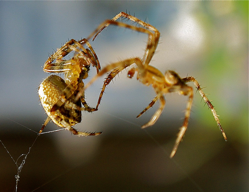 engaged in a battle