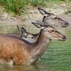 Enge Bindung zwischen Alttier und Kalb