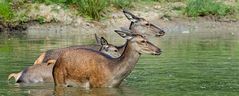 Enge Bindung zwischen Alttier und Kalb