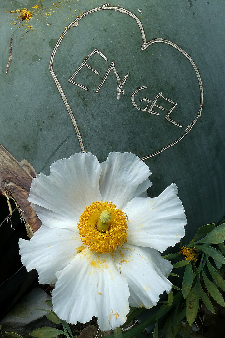 Engel