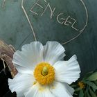 Engel