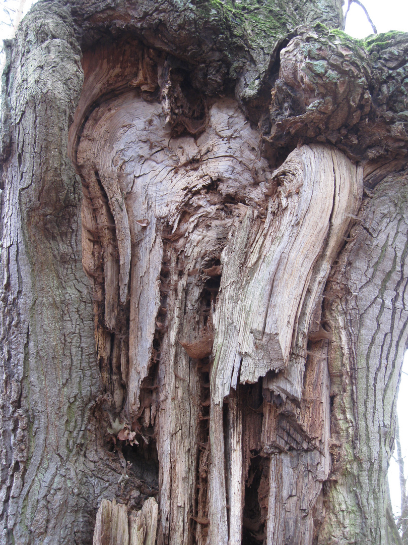 Engel im Baum