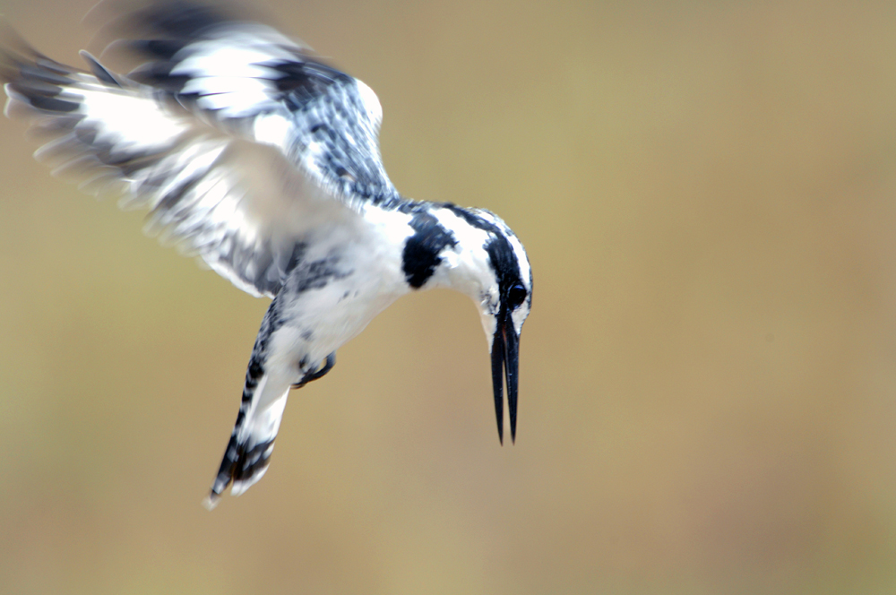 Engel im Flug