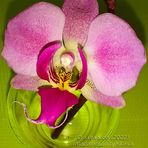 Engel - Lila Orchideen-Blüte im Glas