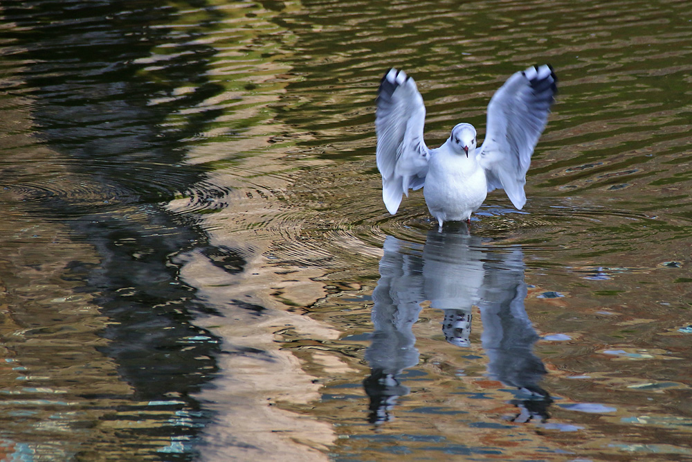 Engel oder Dämon