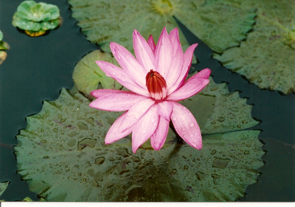 Engelblume in Teich von Badeengel