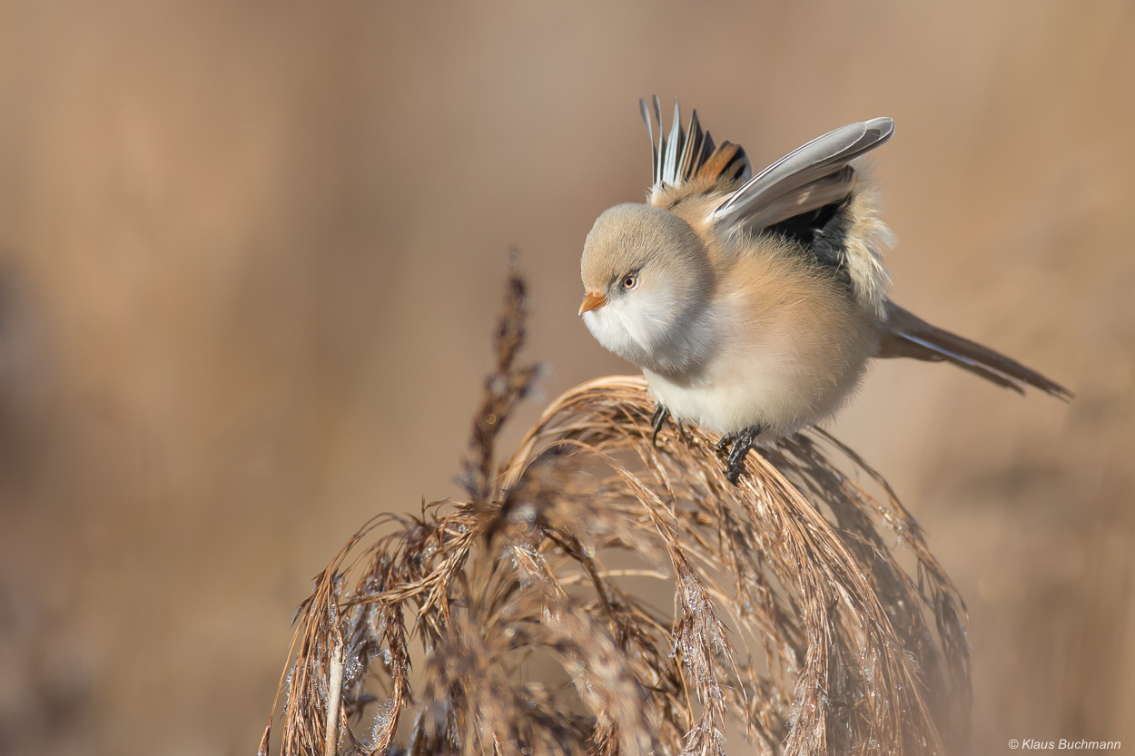 Engelchen Foto & Bild natur, tiere, vögel Bilder auf