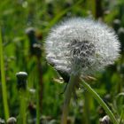 Engelchen oder Teufelchen?