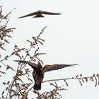 Engelsgleich breitete er die Flügel aus.. Seeadler (Haliaeetus albicilla)