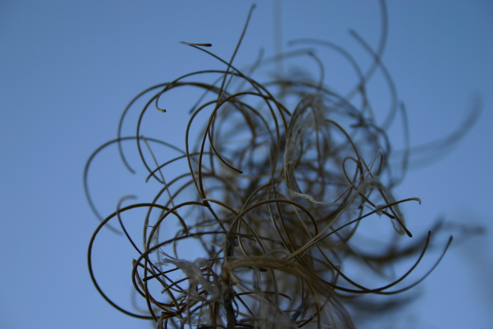 Engelshaar Foto & Bild pflanzen, pilze & flechten, gräser, natur