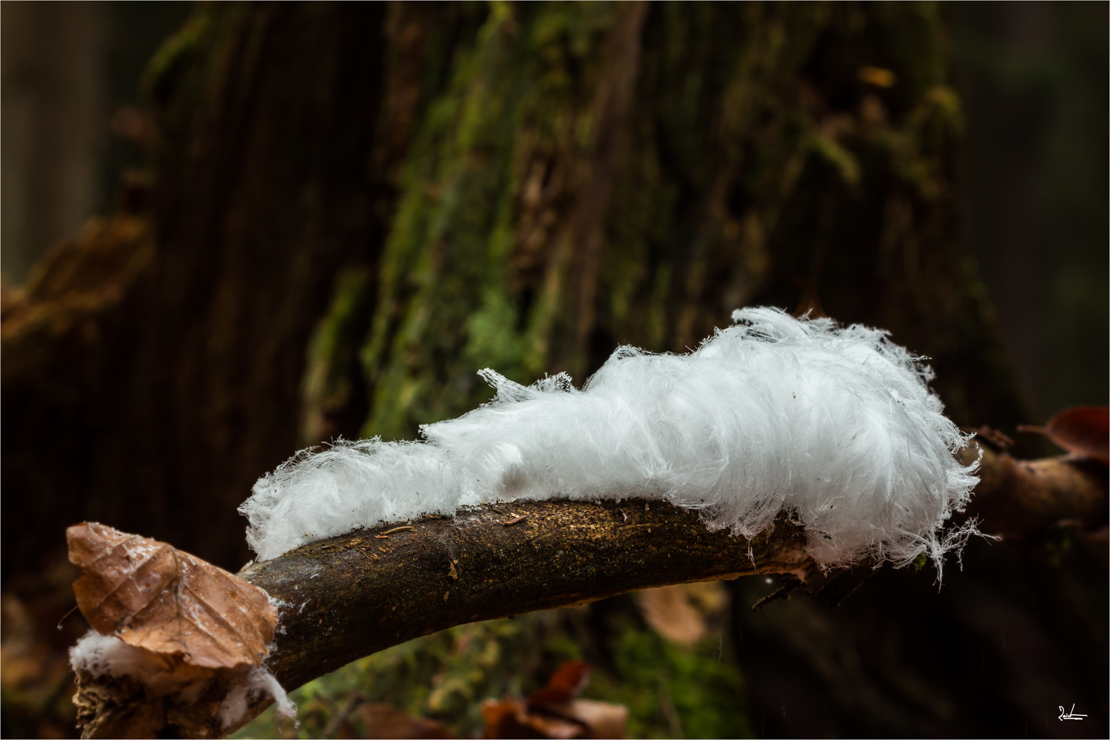 Engelshaar Foto &amp; Bild | wald, winter, natur Bilder auf fotocommunity