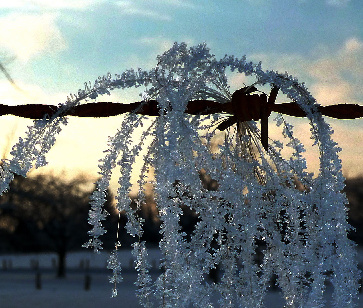 Engelshaar im Winter