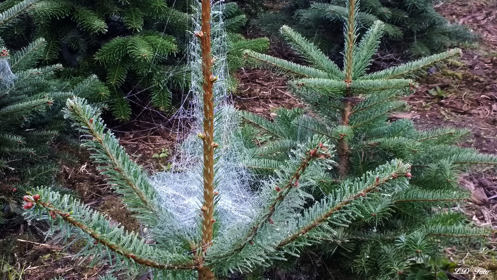 Engelshaar natur Foto &amp; Bild | pflanzen, pilze &amp; flechten, bäume ...