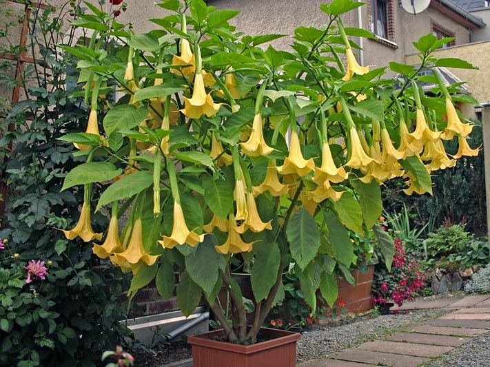 Engelstrompete Foto & Bild | pflanzen, pilze & flechten, blüten ...