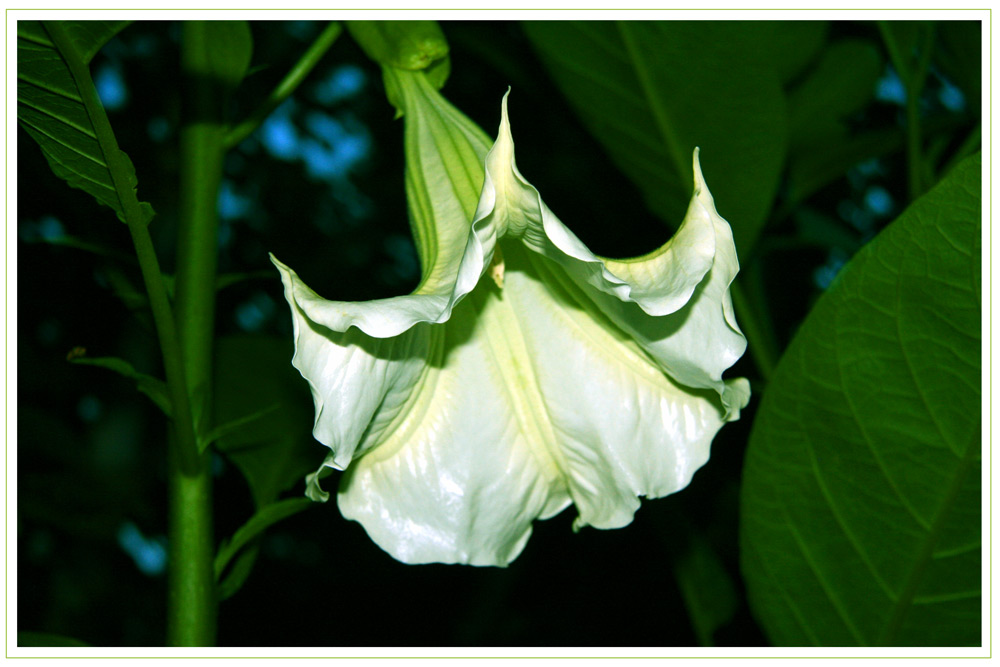 Engelstrompete (Brugmansia)