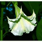 Engelstrompete (Brugmansia)