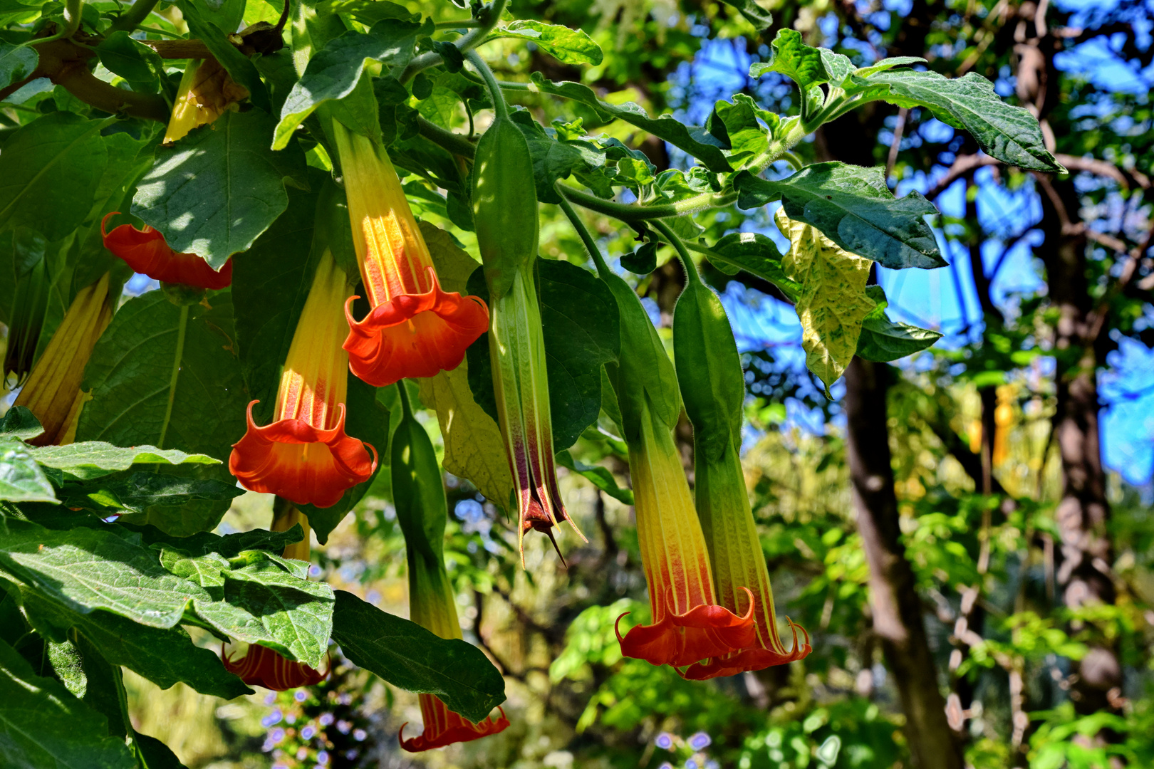 Engelstrompete (Brugmansia sanguinea)