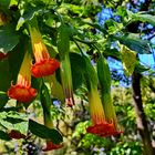 Engelstrompete (Brugmansia sanguinea)