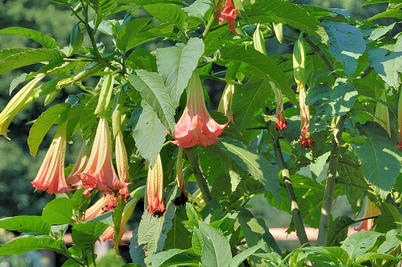 Engelstrompete (Brugmansia sanguinea)