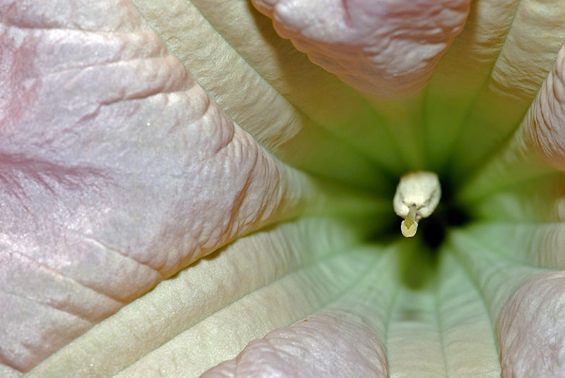 Engelstrompete (Datura)