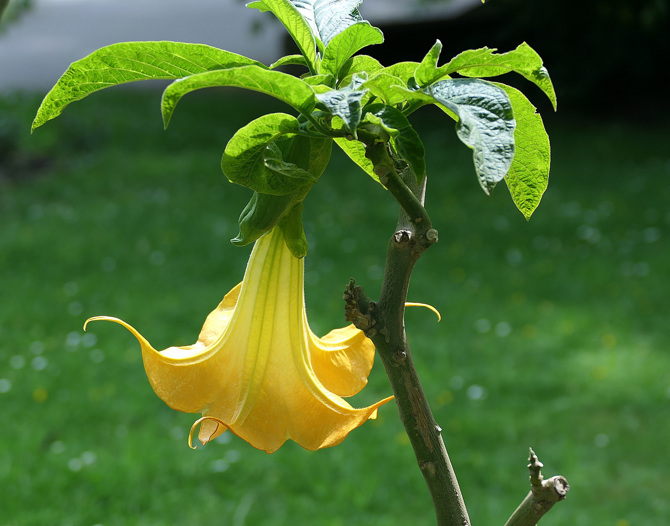 Engelstrompete im Botanischen Garten.