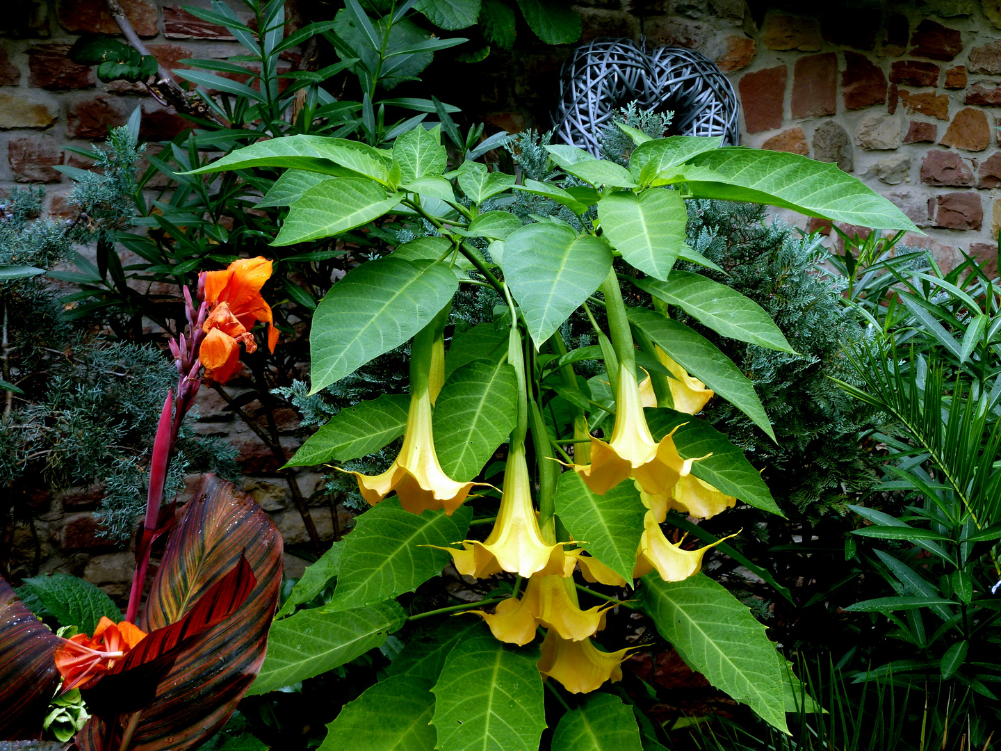 Engelstrompete in voller Blüte