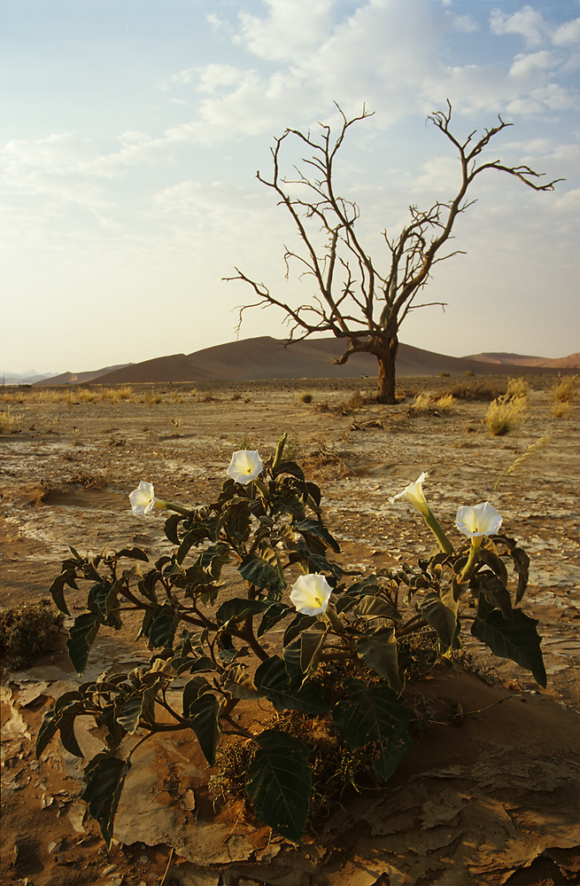 Engelstrompete, Sossusvlei