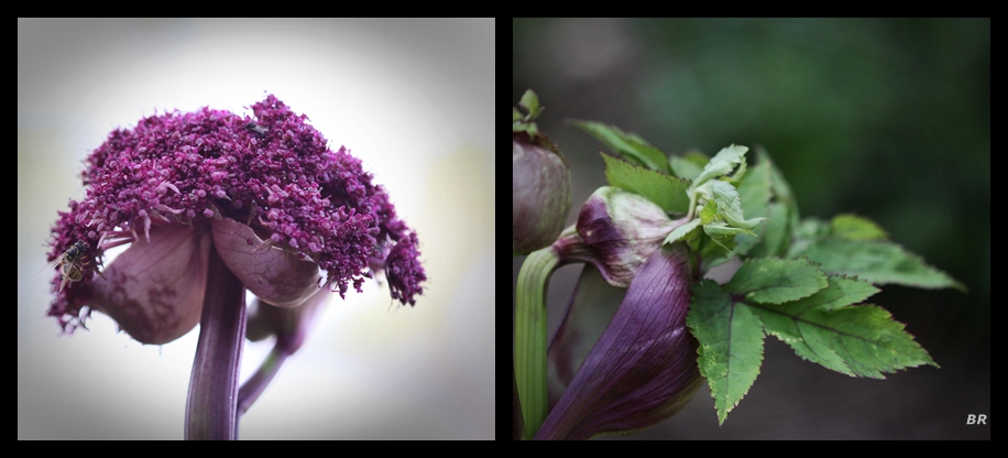 Engelwurz Angelica gigas