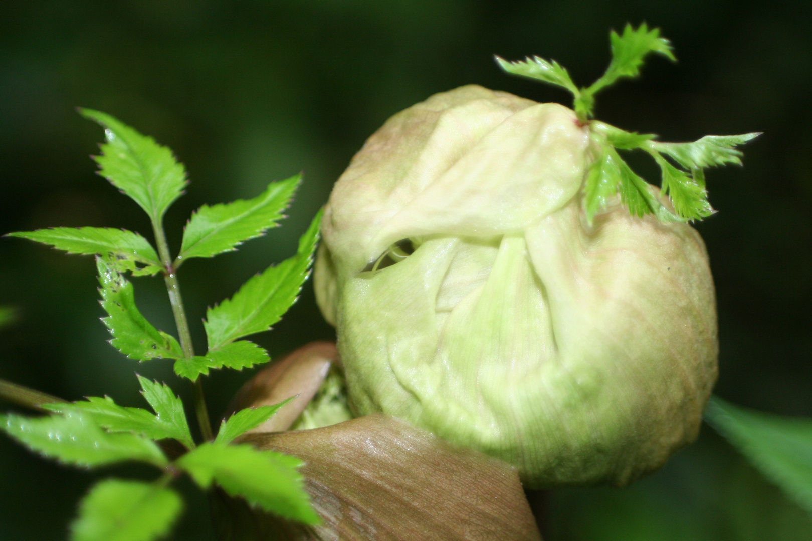 Engelwurz - Angelica sylvestris - Spross