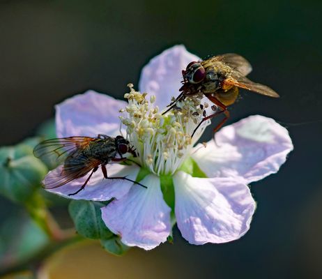 Engelwurz-Hausfliegen..