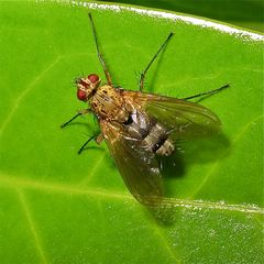 Engerling-Raupenfliege (Dexiosoma caninum)  -  danke fürs Verbessern, Gerdt!