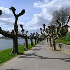 Engers am Rhein (3)