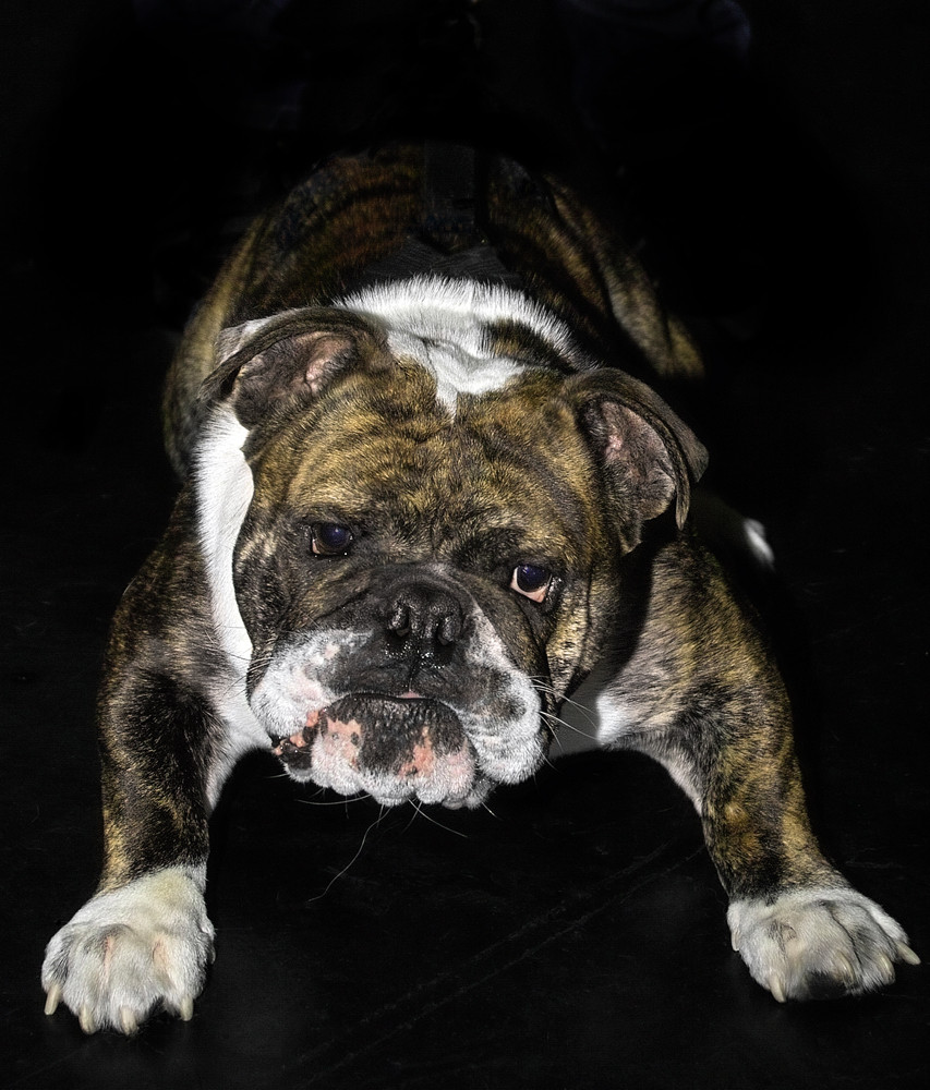 engl. Bulldogge