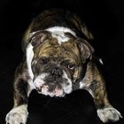 engl. Bulldogge