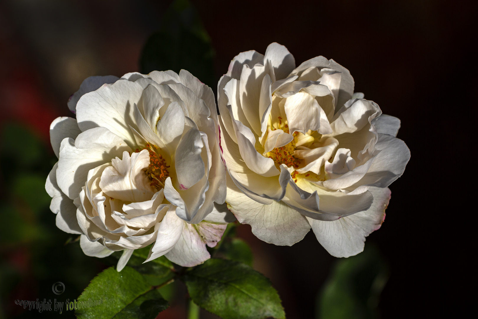 engl. Rose "Winchester Cathedral"