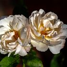 engl. Rose "Winchester Cathedral"