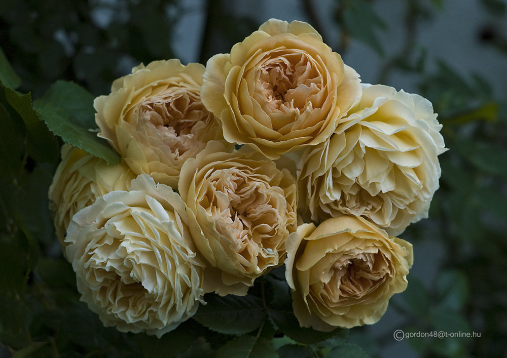 engl. Strauchrose "Crown Princess Margareta" in meinem Rosengarten