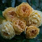 engl. Strauchrose "Crown Princess Margareta" in meinem Rosengarten