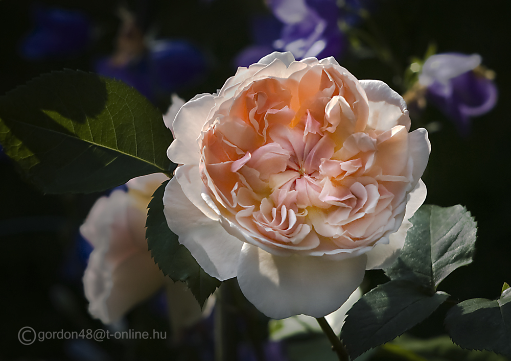 engl. Strauchrose "Evelyn"