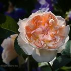 engl. Strauchrose "Evelyn"