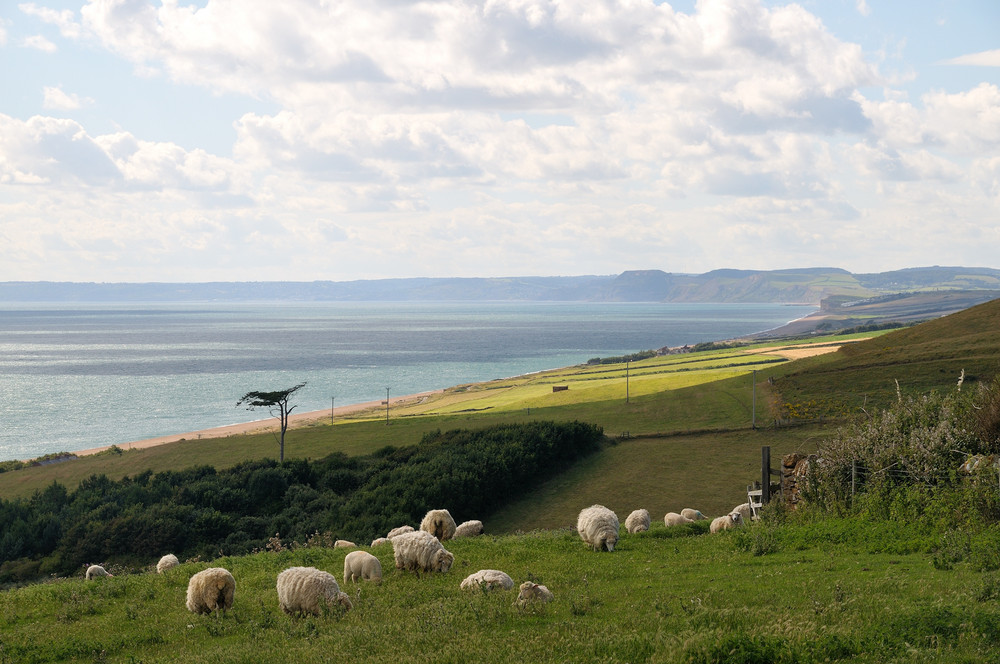 England 04 - Abbotsbury